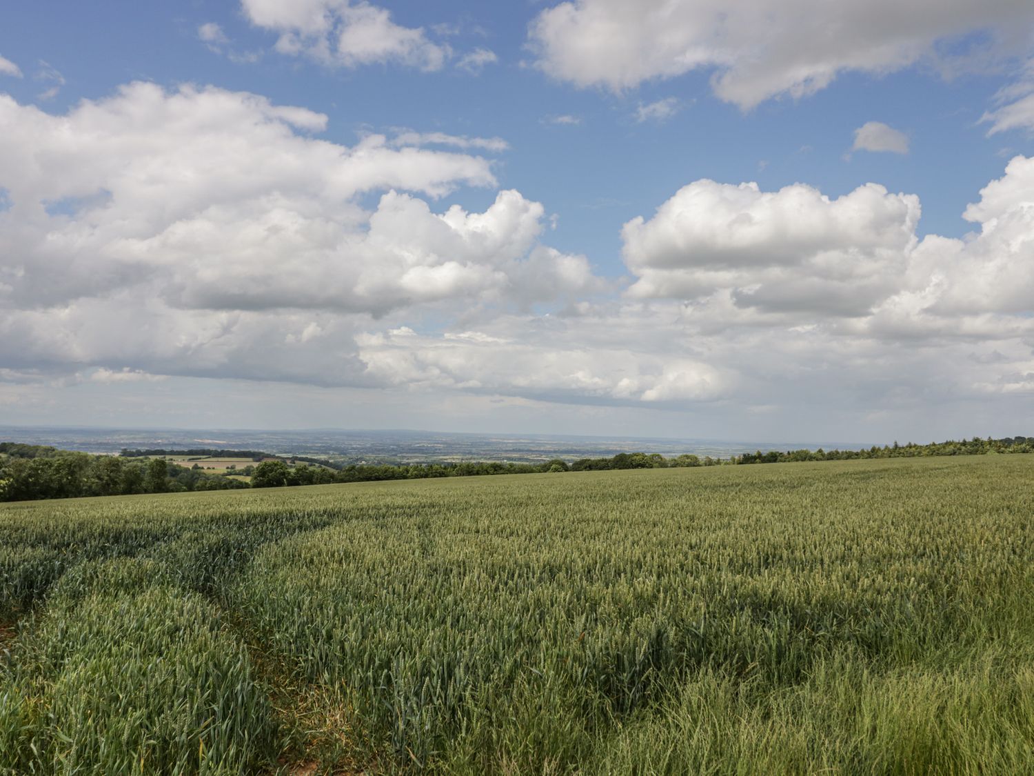 A green field with crops under a blue sky with clouds at Casa De Rhu in Evesham
