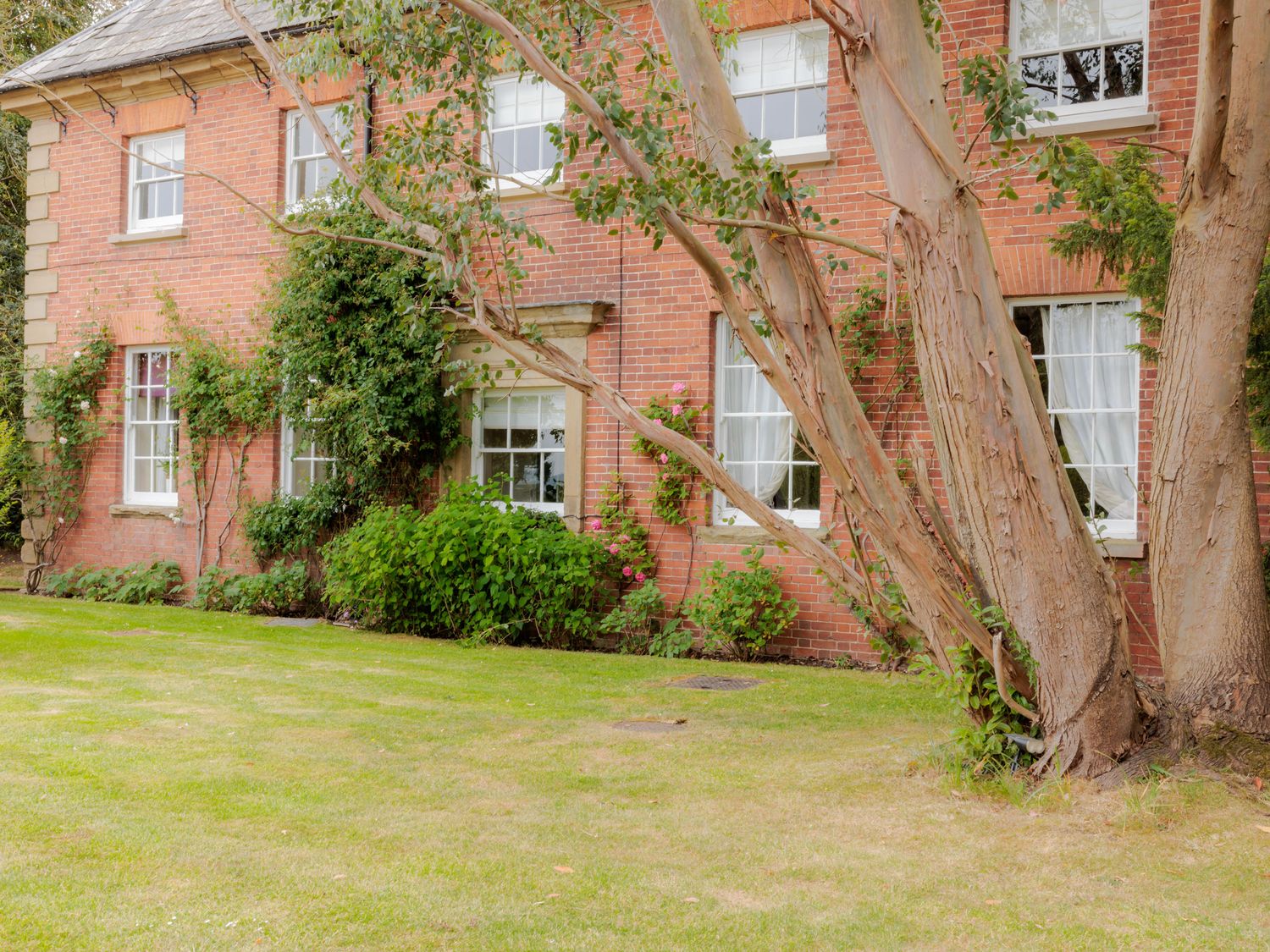 A garden with a tree and plants at Coachmans Cottage in Worfield near Bridgnorth