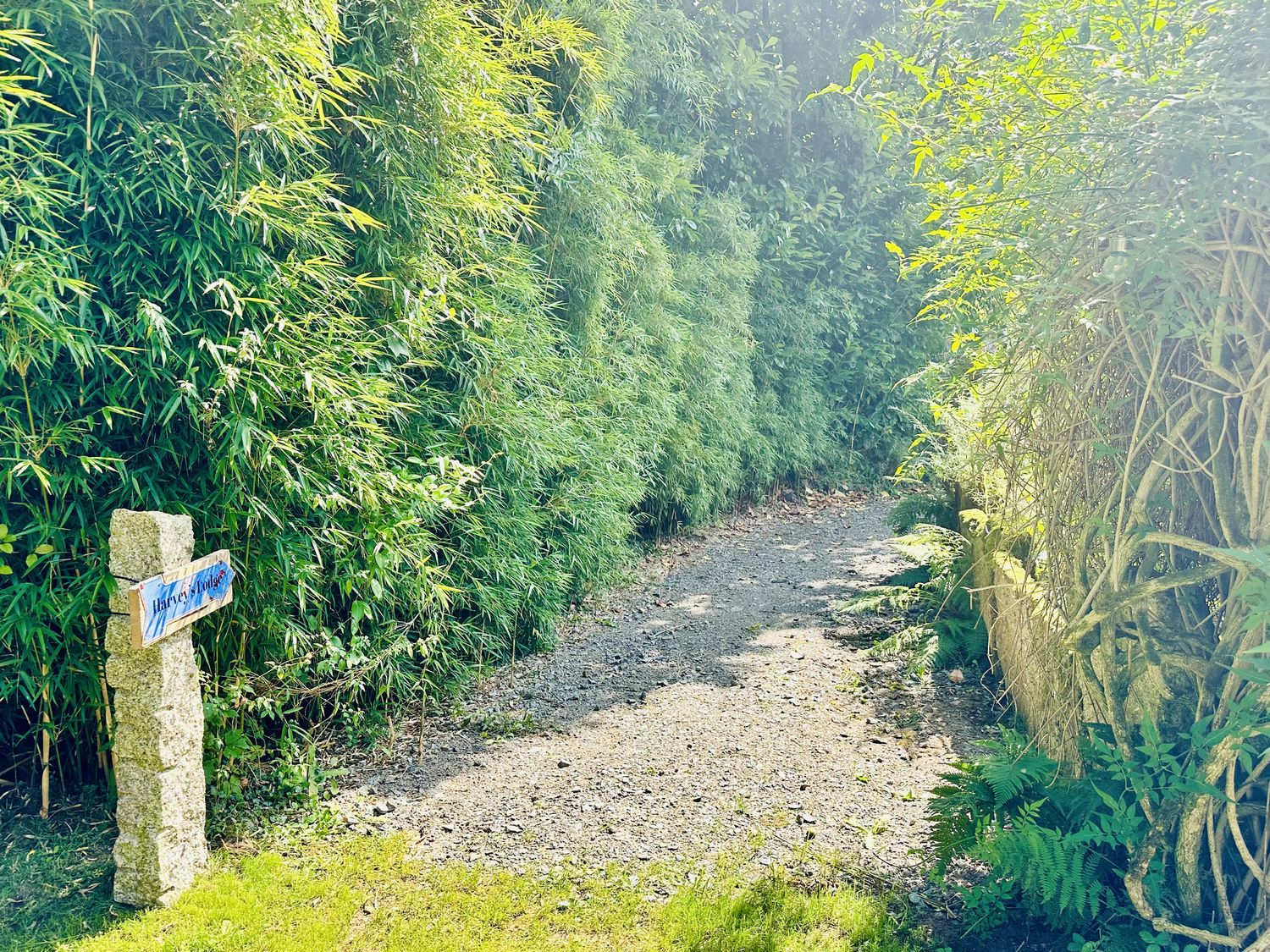 A path bordered by bamboo and ferns at Harvey's Lodge, Lowertown, Helston