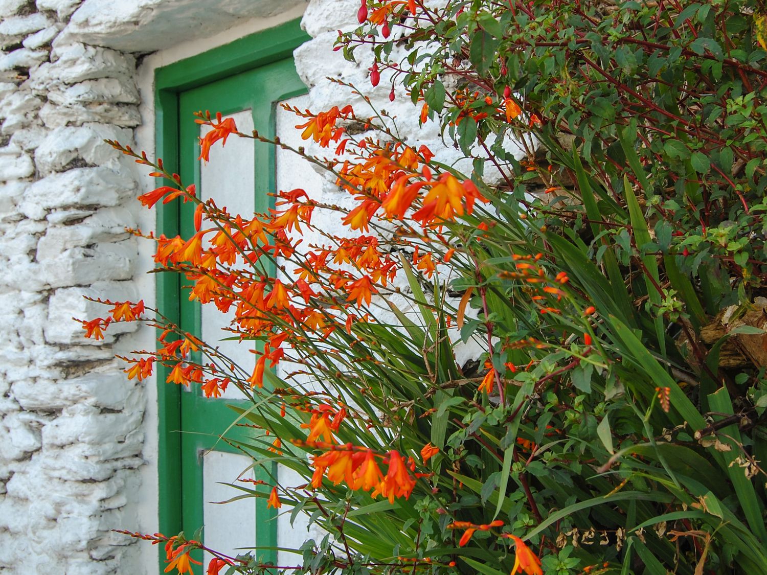 An exterior white stone wall with a green door and orange flowers in front at Nanas House in Allihies County Cork