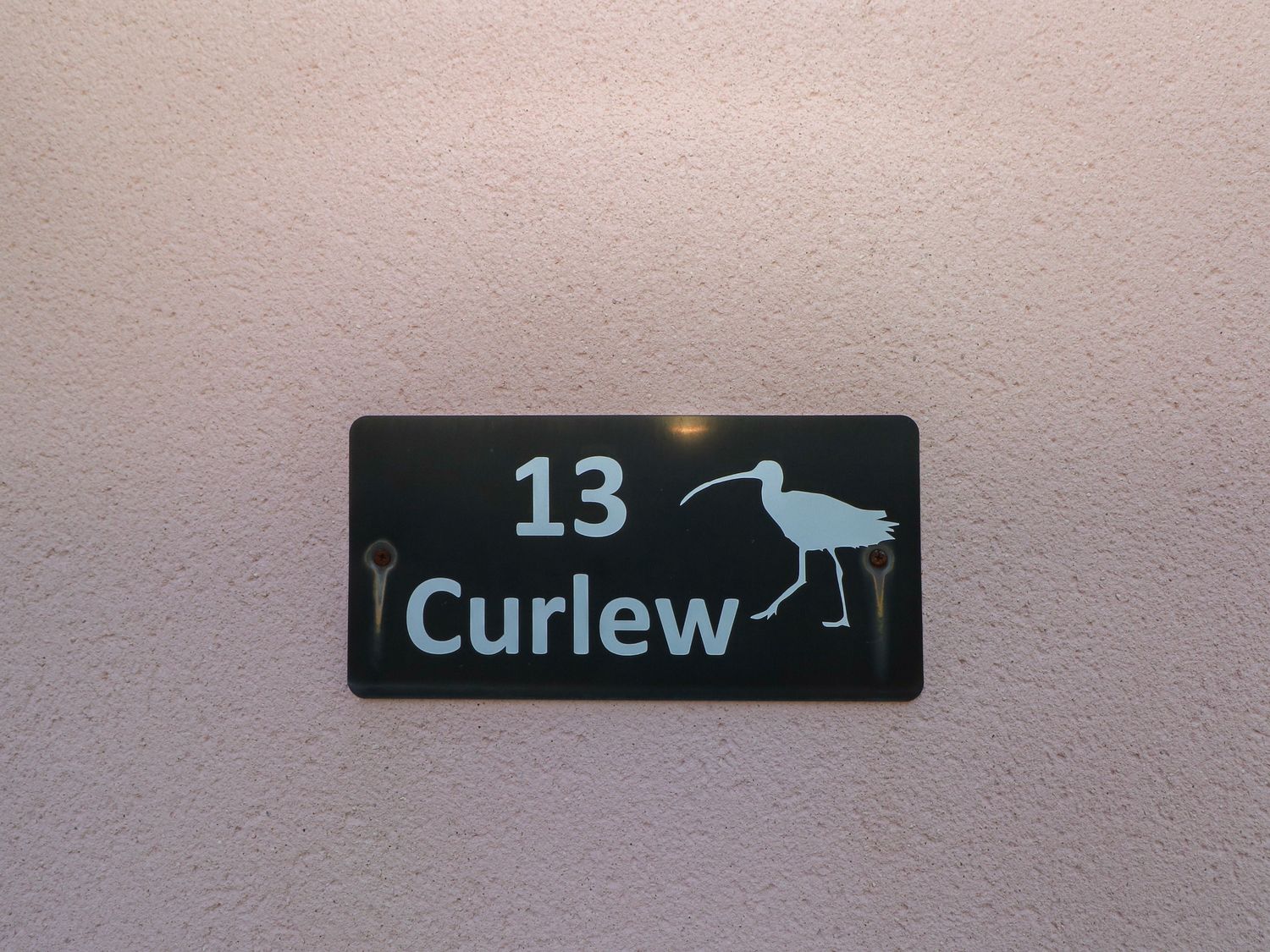 Curlew                     photo 2