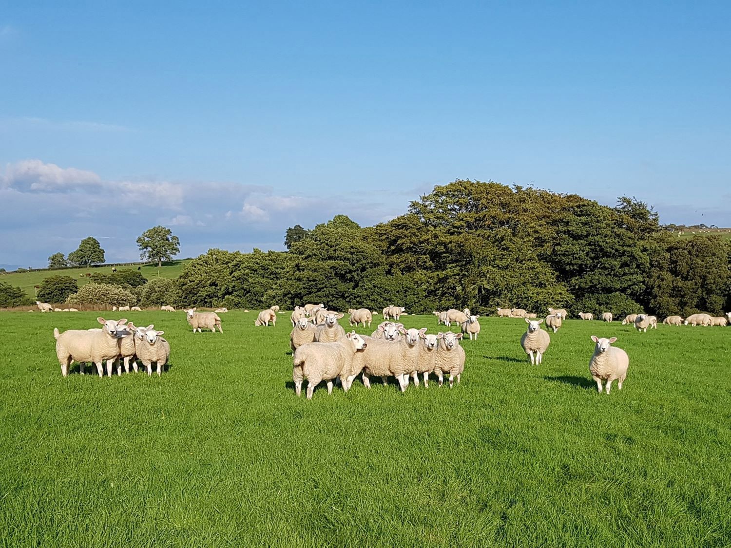 A field with groups of sheep grazing and trees in the background at Stone Mouse Cottage in Bolton-By-Bowland