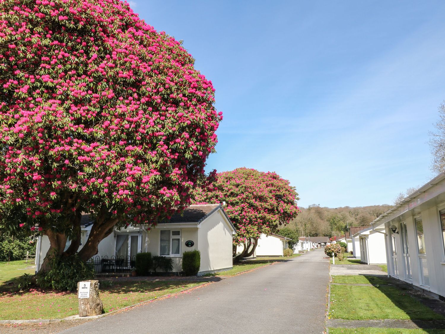 A row of small white houses with flowering trees along a paved road at 3 Rosecraddoc Lodge near Liskeard