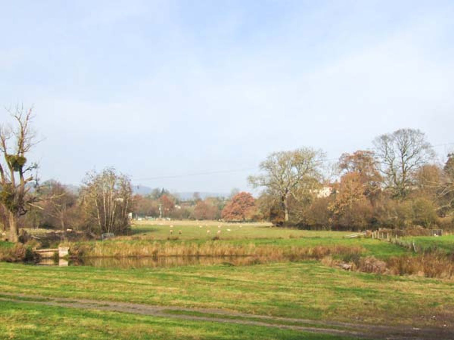 A field with sheep and trees with a small pond in the foreground at Bluebell Cottage in Newnham-on-Severn near Gloucester