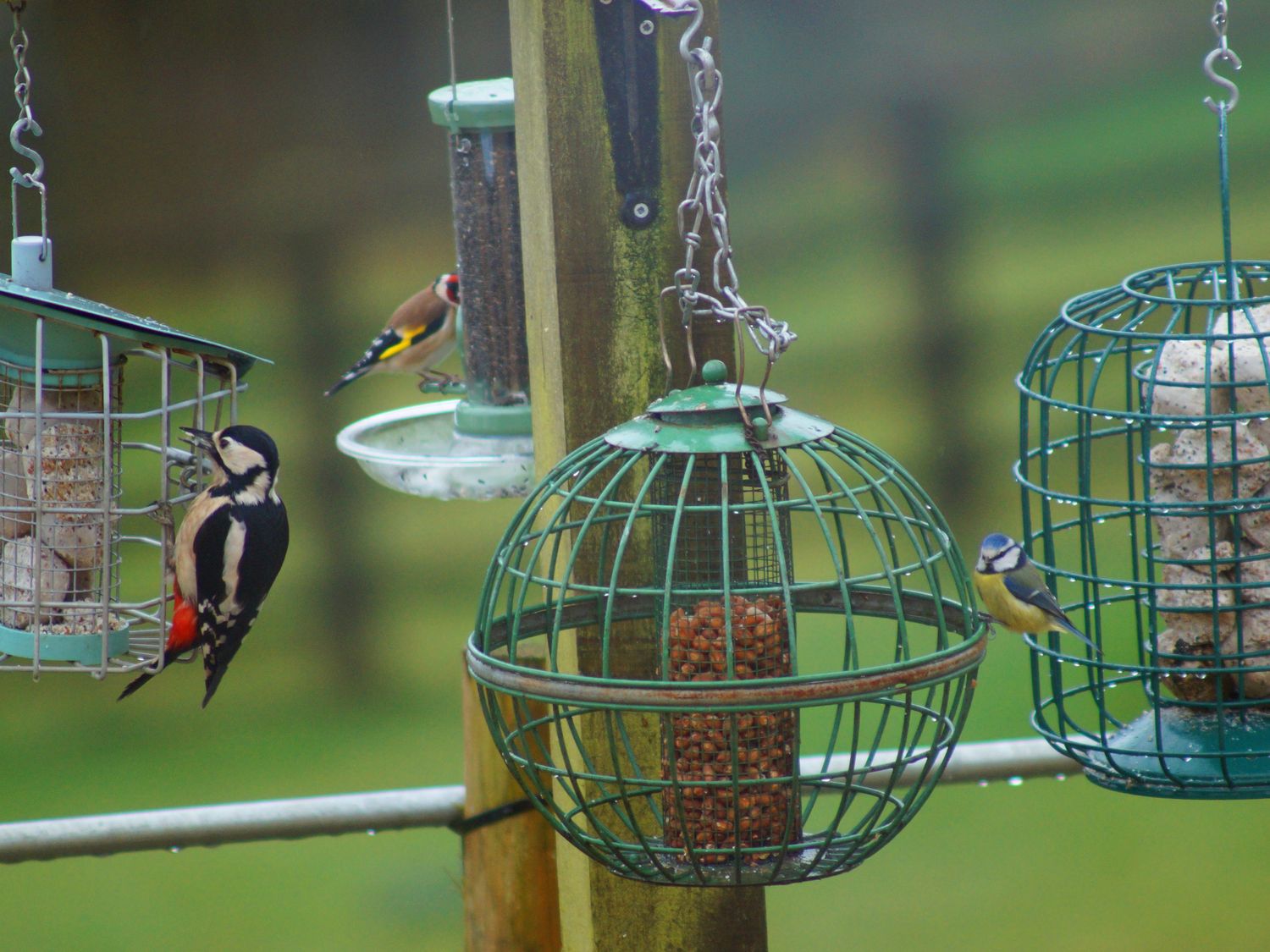 Several birds feeding from different types of bird feeders outdoors