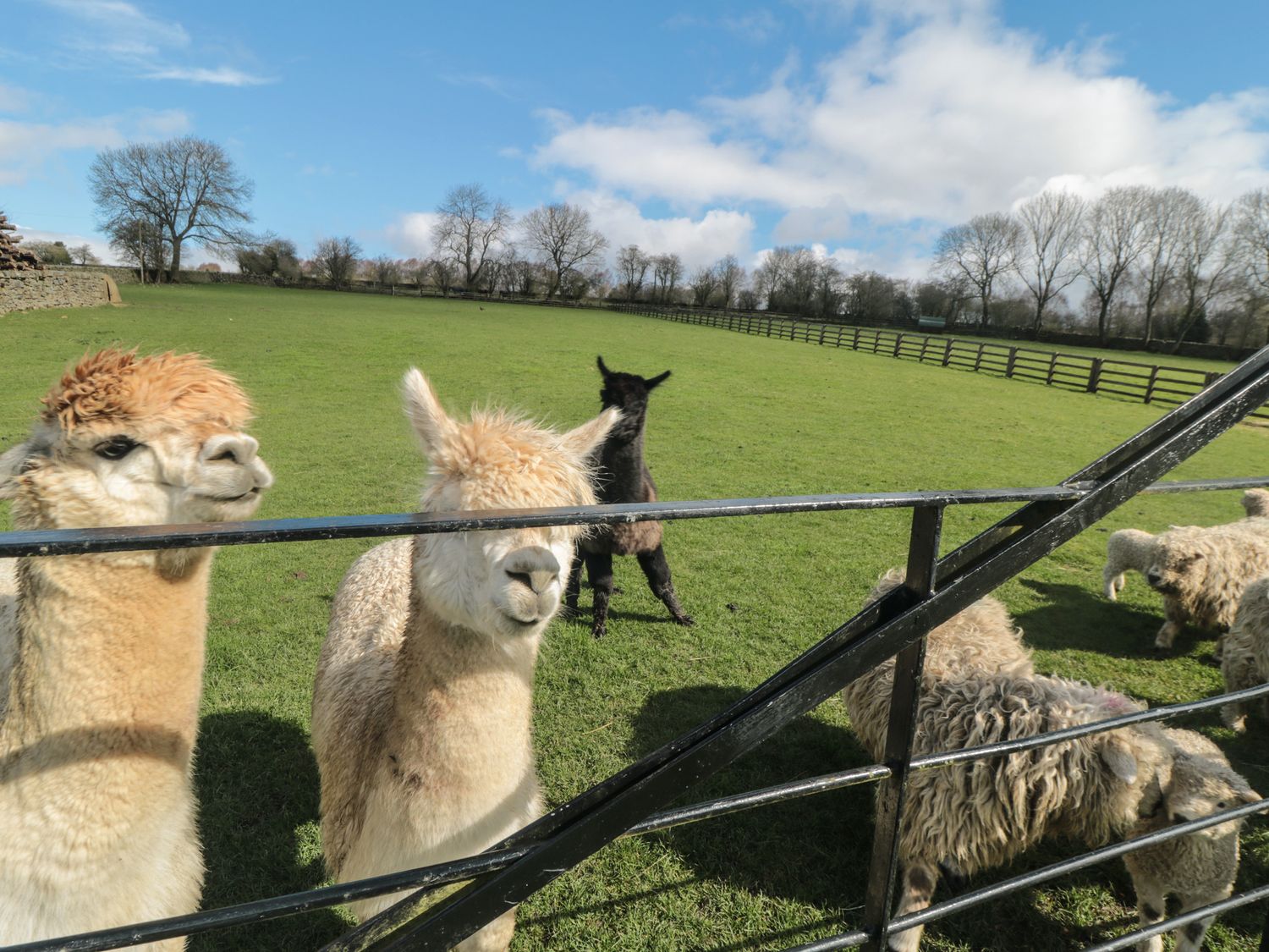 Sheep at Harlandbeck Farm Cottages - Farndale holiday cottage in North York Moors National Park