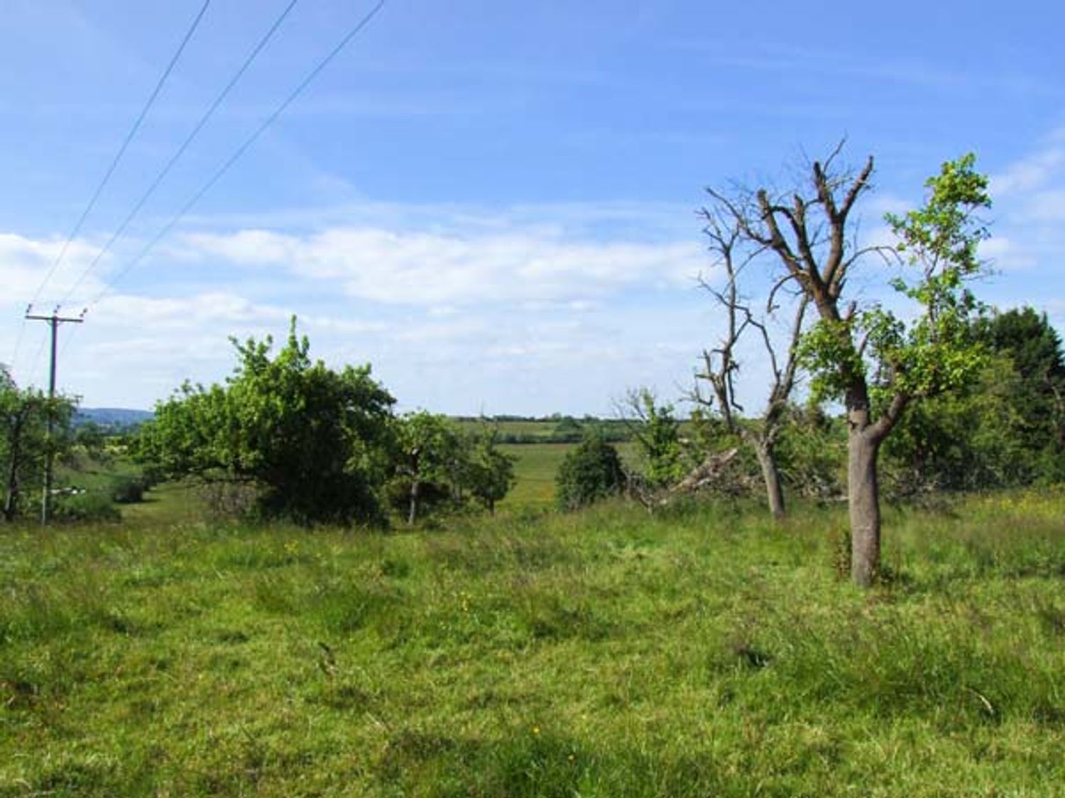 A grassy field with trees and power lines under a blue sky at Dovetail in Westbury-on-Severn