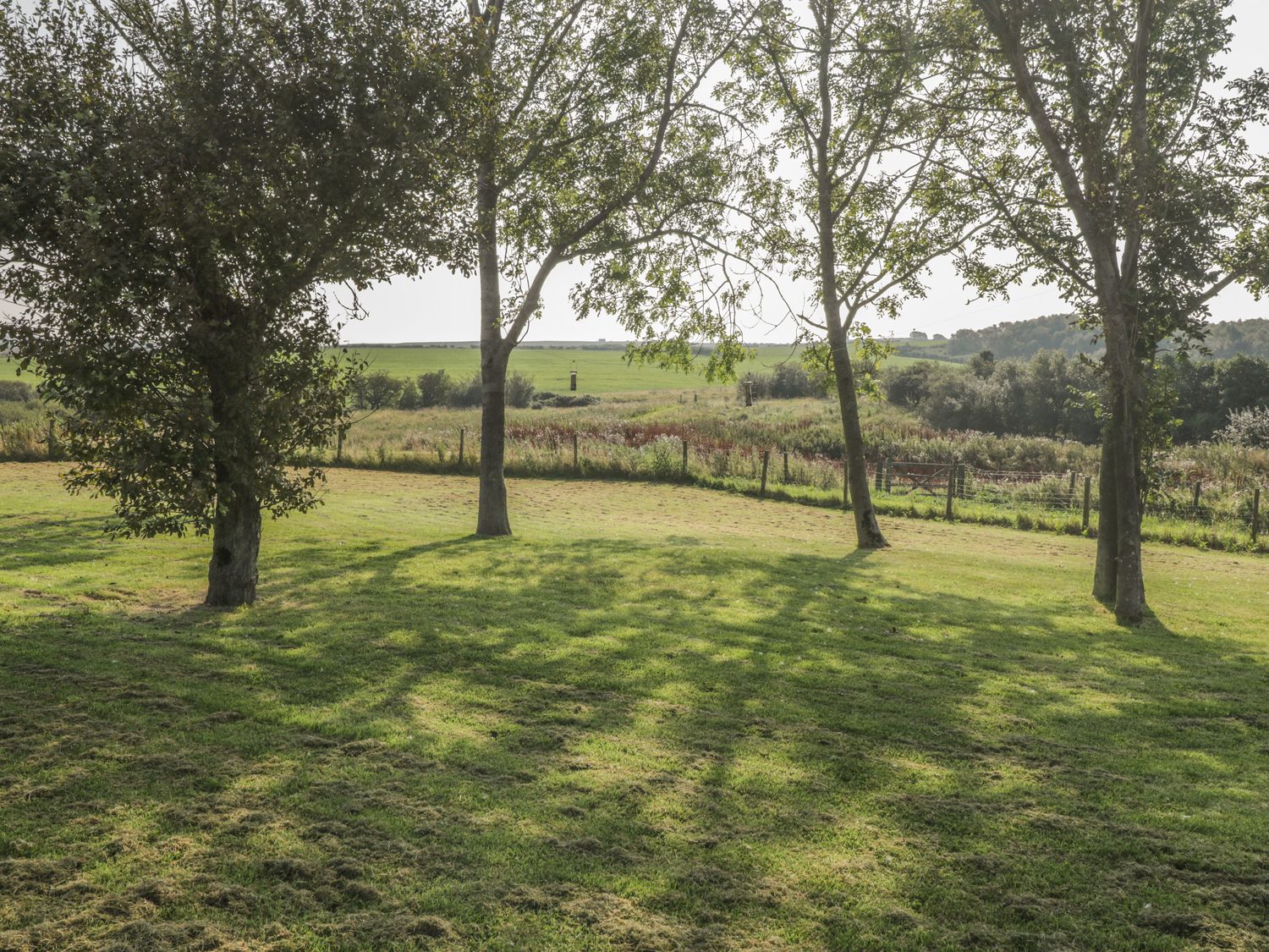 A grassy field with four trees casting shadows and a fence in the distance at Blakey Gerrick near Moorsholm