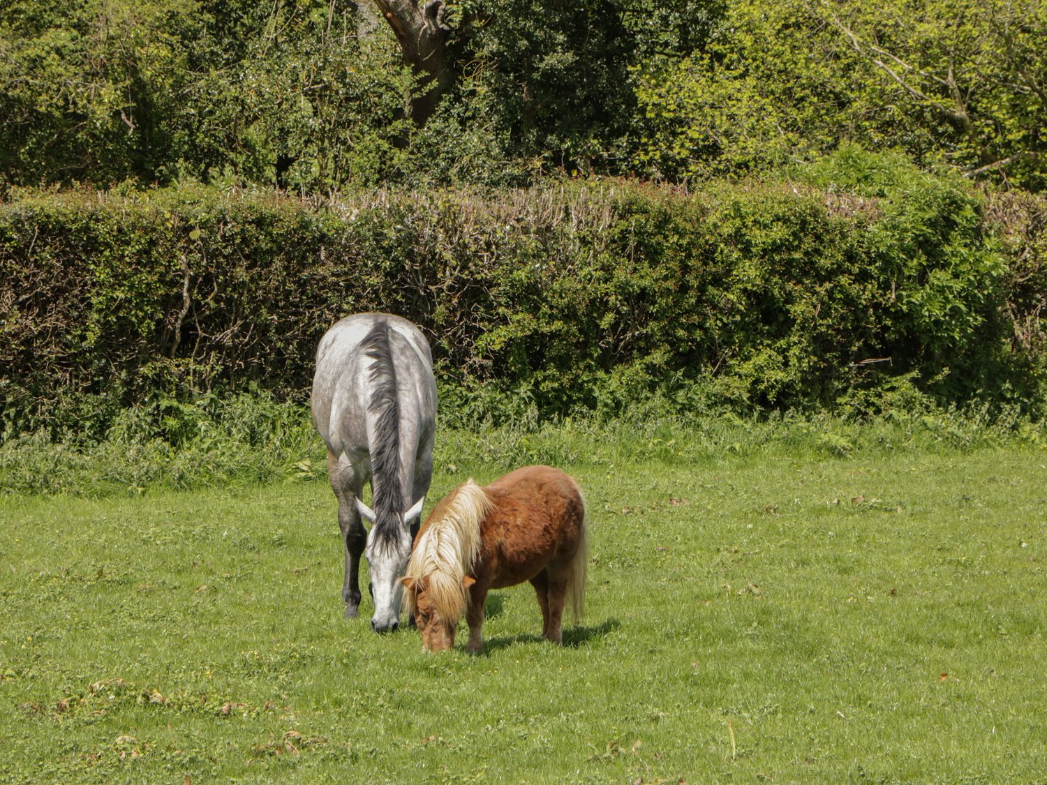 A gray horse and a brown pony grazing on grass in a field with a hedge and trees in the background at Higher Whiddon Farm Whiddon Well Ashburton near Newton Abbot