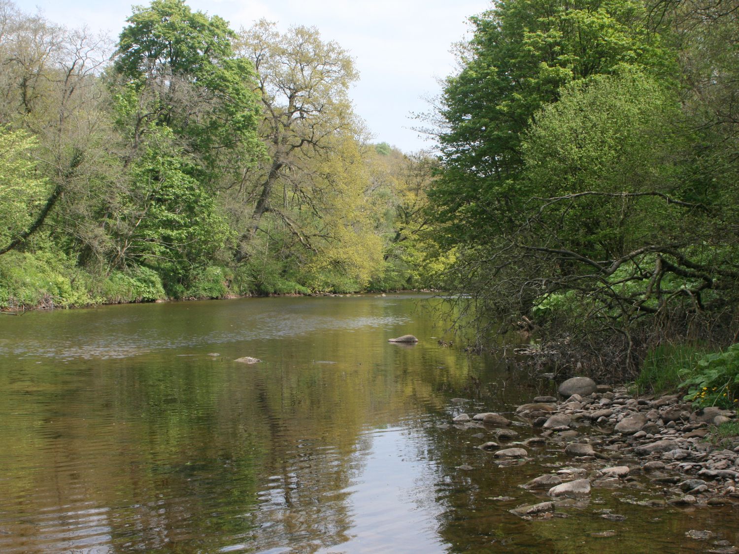 A river with rocks along the edge and trees on both sides at Faraway Cottage in Kirklinton