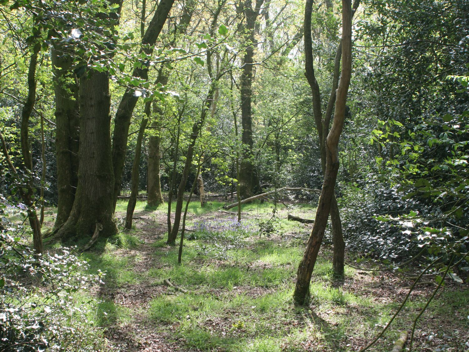 A forest area with trees grass and scattered branches at Faraway Cottage in Kirklinton
