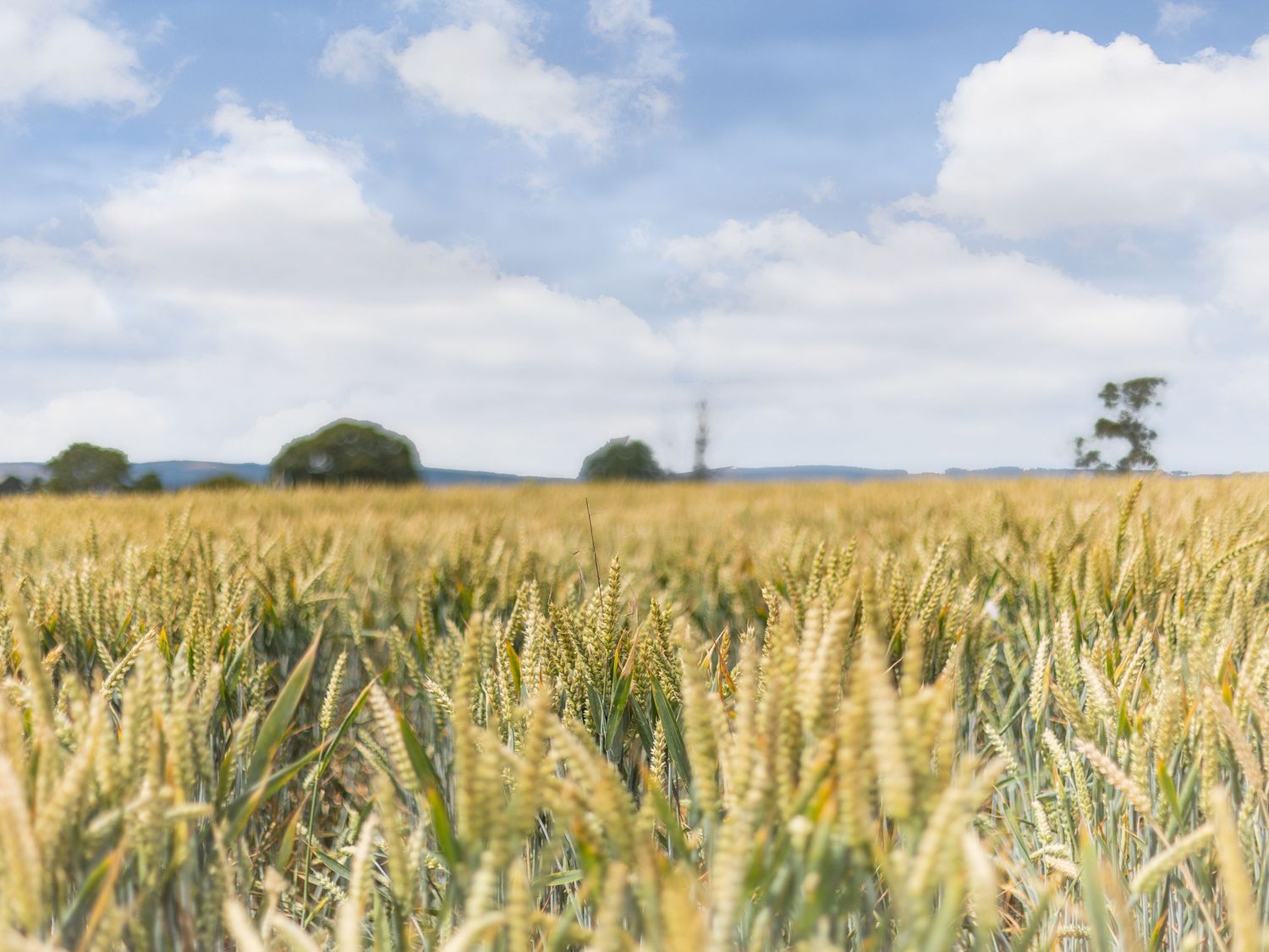 A wheat field under a partly cloudy sky with trees in the distance at Wood Cottage in Tenbury Wells