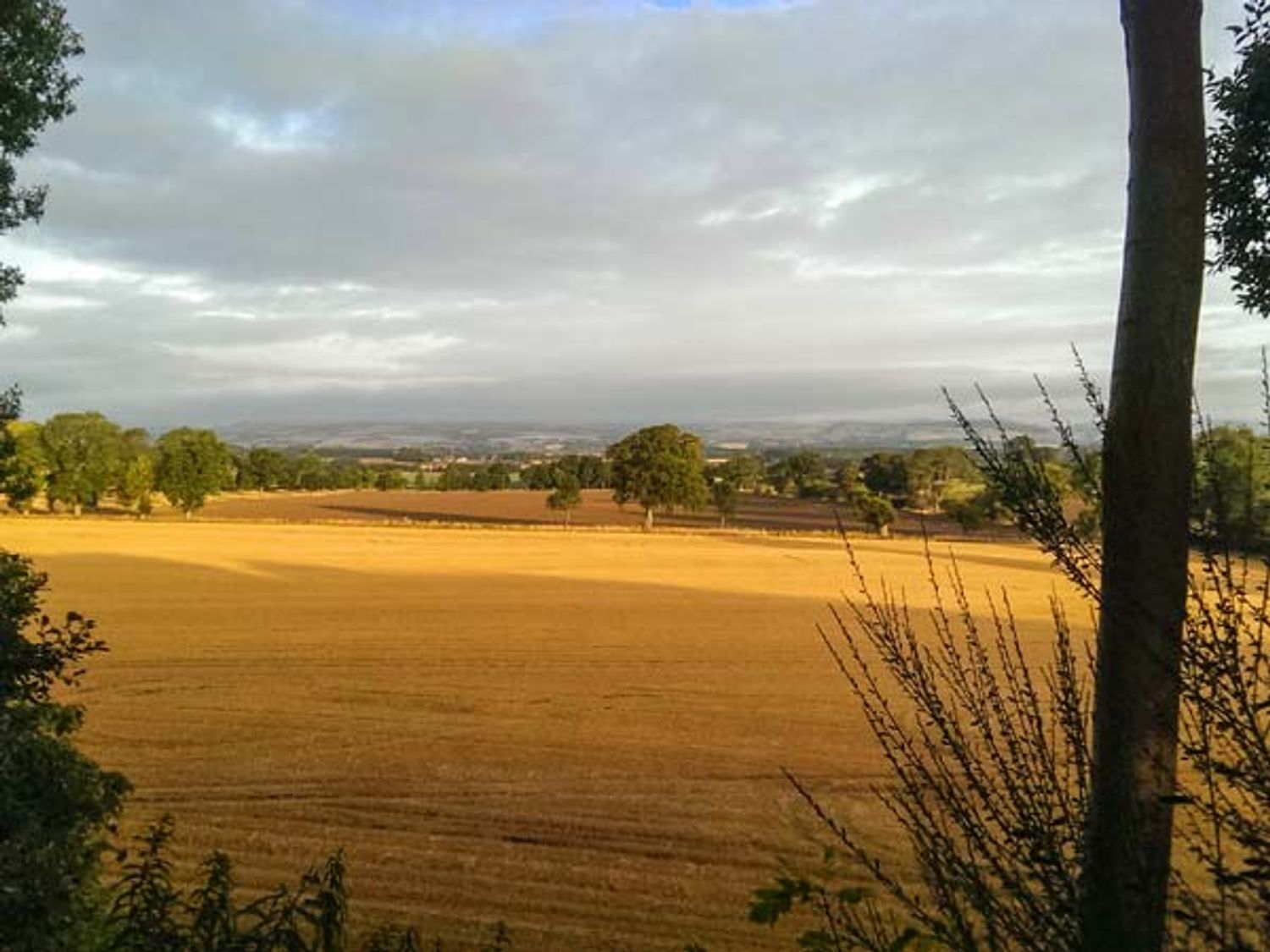 A field with trees and bushes under a cloudy sky at Bannatyne Lodge in Newtyle