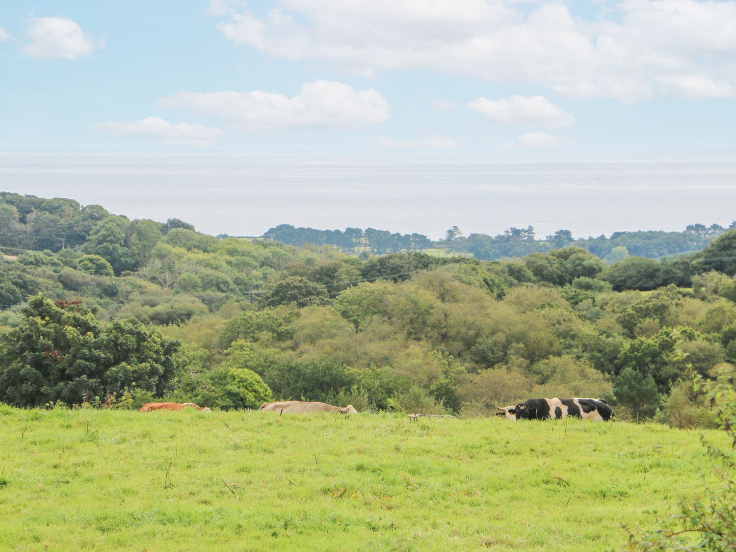Cows grazing on a green field with trees and vegetation in the background at Leghorn in St Austell