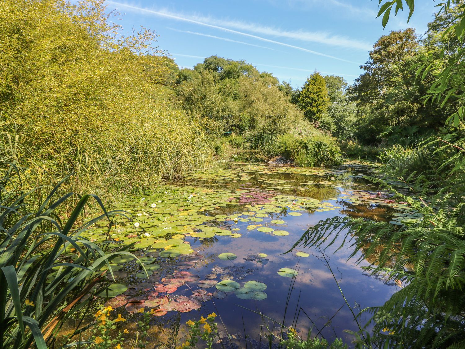A pond with lily pads surrounded by dense trees and plants at Pond Cabin in Stithians