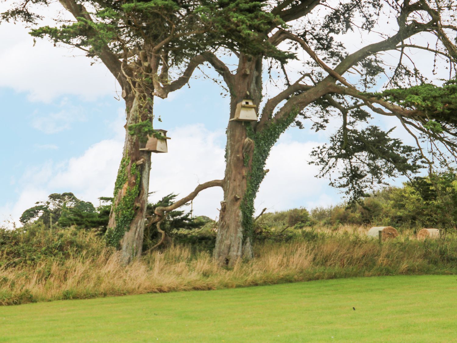 Two large trees with birdhouses attached on trunks near a grassy field with hay bales in the background at Swallow's Nest in Tacumshane County Wexford