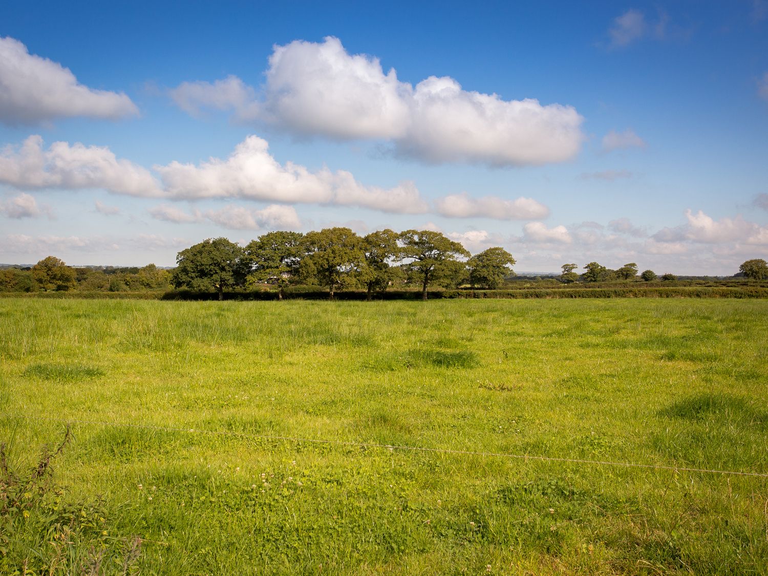 A green grassy field with a line of trees and a blue sky with clouds at Salters in Black Dog near Crediton