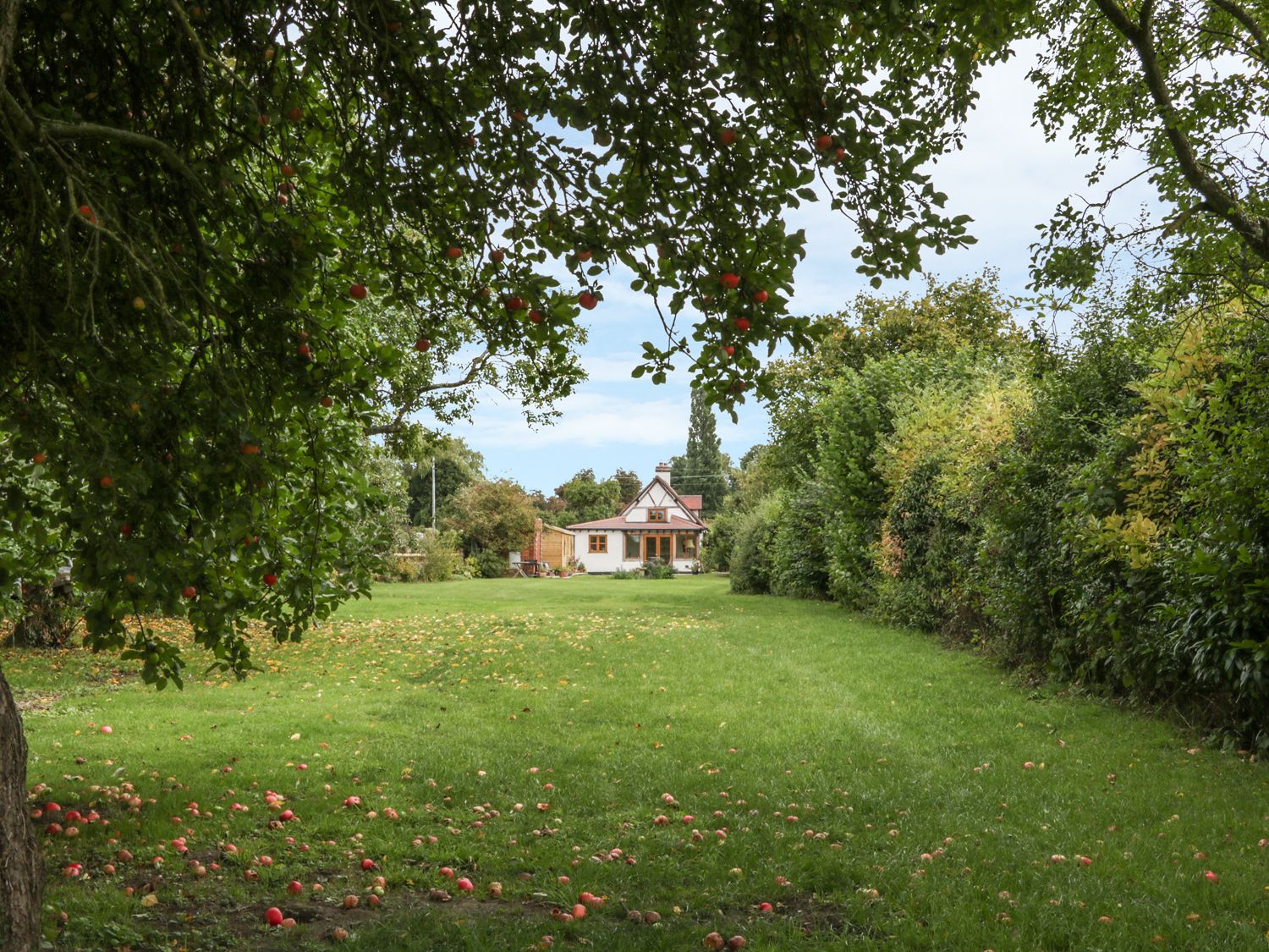 A lawn with fallen apples and apple trees bordering a house at Little Pound House in Mamble