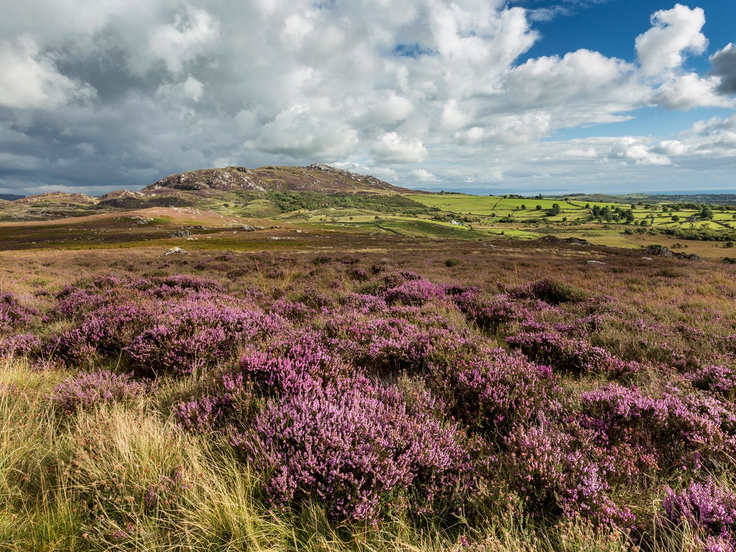 A landscape with purple heather bushes a grassy hill and a partly cloudy sky at Tyn Y Gorlan in Criccieth