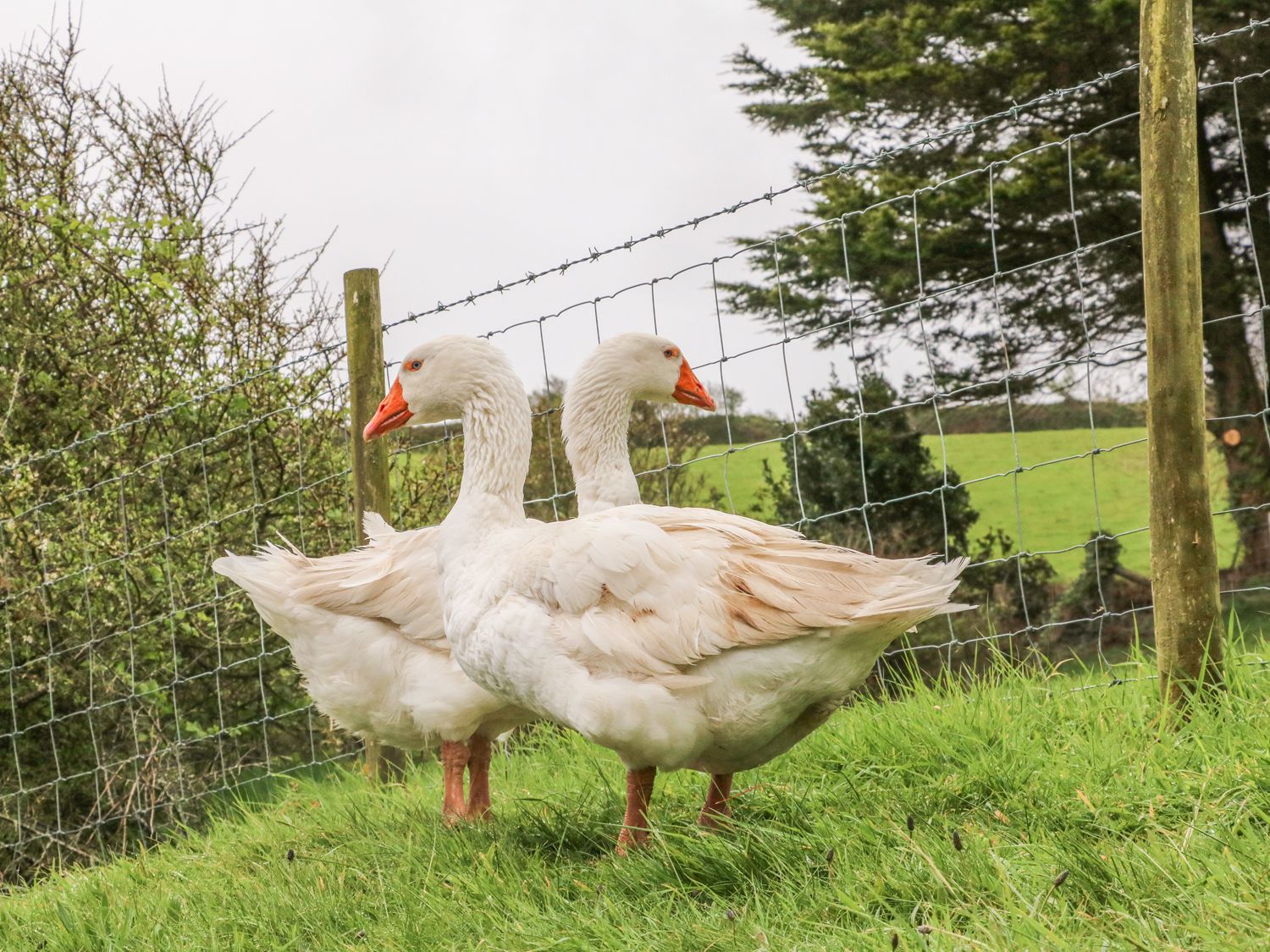 Two white geese standing on green grass near a wire fence with trees in the background at Wren Cottage in Ilfracombe