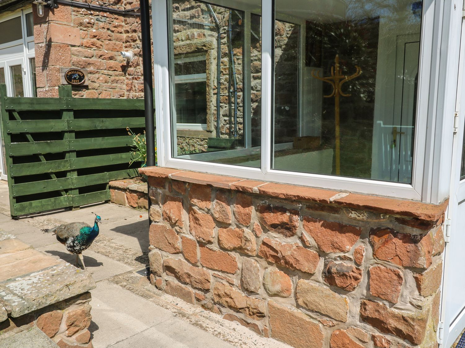 An outdoor area with a green wooden gate a peacock walking near a stone wall and a window showing a coat rack inside Mousehole Cottage Armathwaite