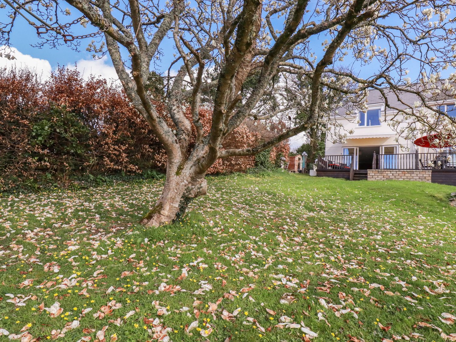 A garden with a large tree and fallen leaves in front of a two-story house with a deck at Chy Ryn Kilhallon near Tywardreath