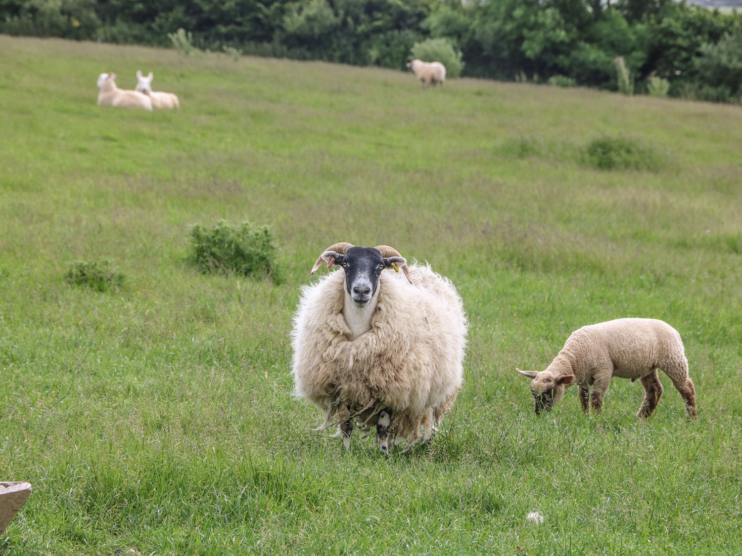 A grassy field with sheep grazing and resting at Oak Cottage in Tregony near Mevagissey
