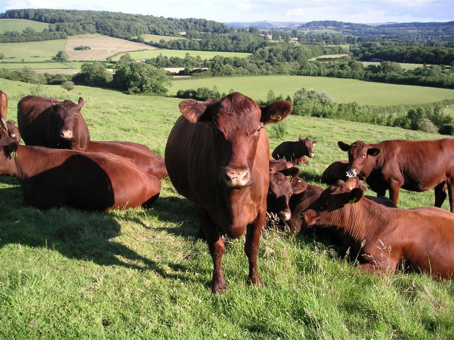 Brown cows grazing and resting on a grassy hillside with farmland and trees in the background at The Tractor Shed in Salisbury