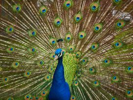 A peacock displaying its feathers