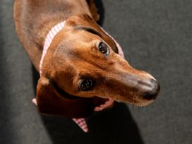 A dog with a collar on a black surface at Coed y Felin in Conwy