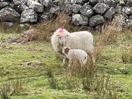 Craig Yr Ronwy - North Wales - 1013727 - thumbnail photo 44