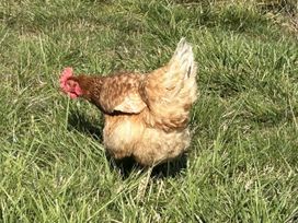 A chicken foraging on grass at Keepers Cottage in West Knoyle