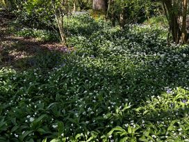 A forest area with wild garlic and bluebells at Keepers Cottage in West Knoyle