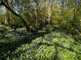 A forest area with bluebells and wild garlic in Keepers Cottage, West Knoyle