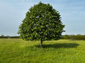 A tree in a grassy field at Keepers Cottage in West Knoyle