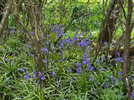 A cluster of bluebells amongst trees at Keepers Cottage in West Knoyle