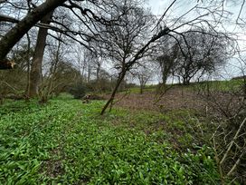 A forest area with trees and green foliage at Keepers Cottage in West Knoyle