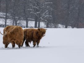 Red Deer Lodge - Scottish Highlands - 1024775 - thumbnail photo 33