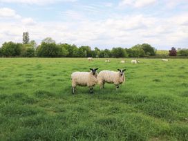 Two sheep in a field with grass and trees at Badger Cottage in Babcary near Lydford-On-Fosse