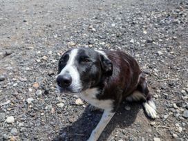A dog sitting on a gravel surface at Crabtree Cottage in Suffield near Scalby