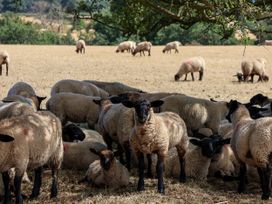 A flock of sheep grazing in a field at Crabtree Cottage Suffield near Scalby