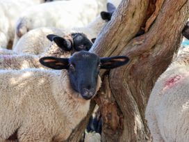 A sheep leaning against a tree in a group at Crabtree Cottage Suffield near Scalby