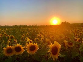 A field of sunflowers with the sun setting in the background at The Farmhouse in Newport Pembrokeshire