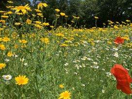 A field of yellow and white wildflowers with a few red flowers and trees in the background at The Farmhouse in Newport Pembrokeshire