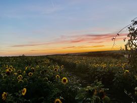 A field of sunflowers at sunset with a clear sky and a path through the flowers at The Farmhouse in Newport Pembrokeshire