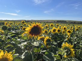 A field of sunflowers under a blue sky at The Farmhouse in Newport Pembrokeshire
