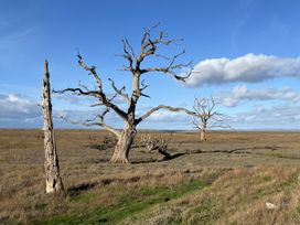 A landscape with dead trees and grass at 3 Lowerbourne Terrace Porlock