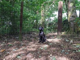 A dog sitting near a fenced area surrounded by trees at Abbots Reading Suite Lakeside