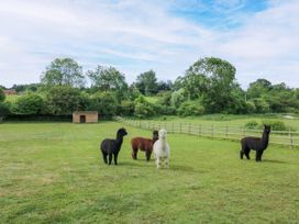 A field with alpacas and a shed at The Coach House in Chacombe
