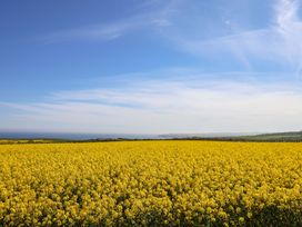 A field of yellow flowers with a blue sky at Voebroch in Lythe